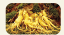 Korea Red Ginseng